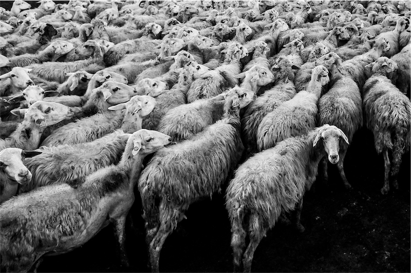 Austrálie odmítá krutý byznys s ovcemi