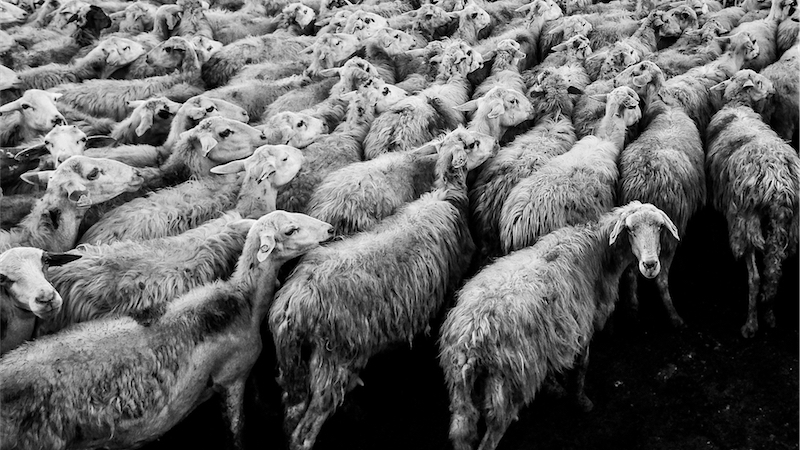 Austrálie odmítá krutý byznys s ovcemi